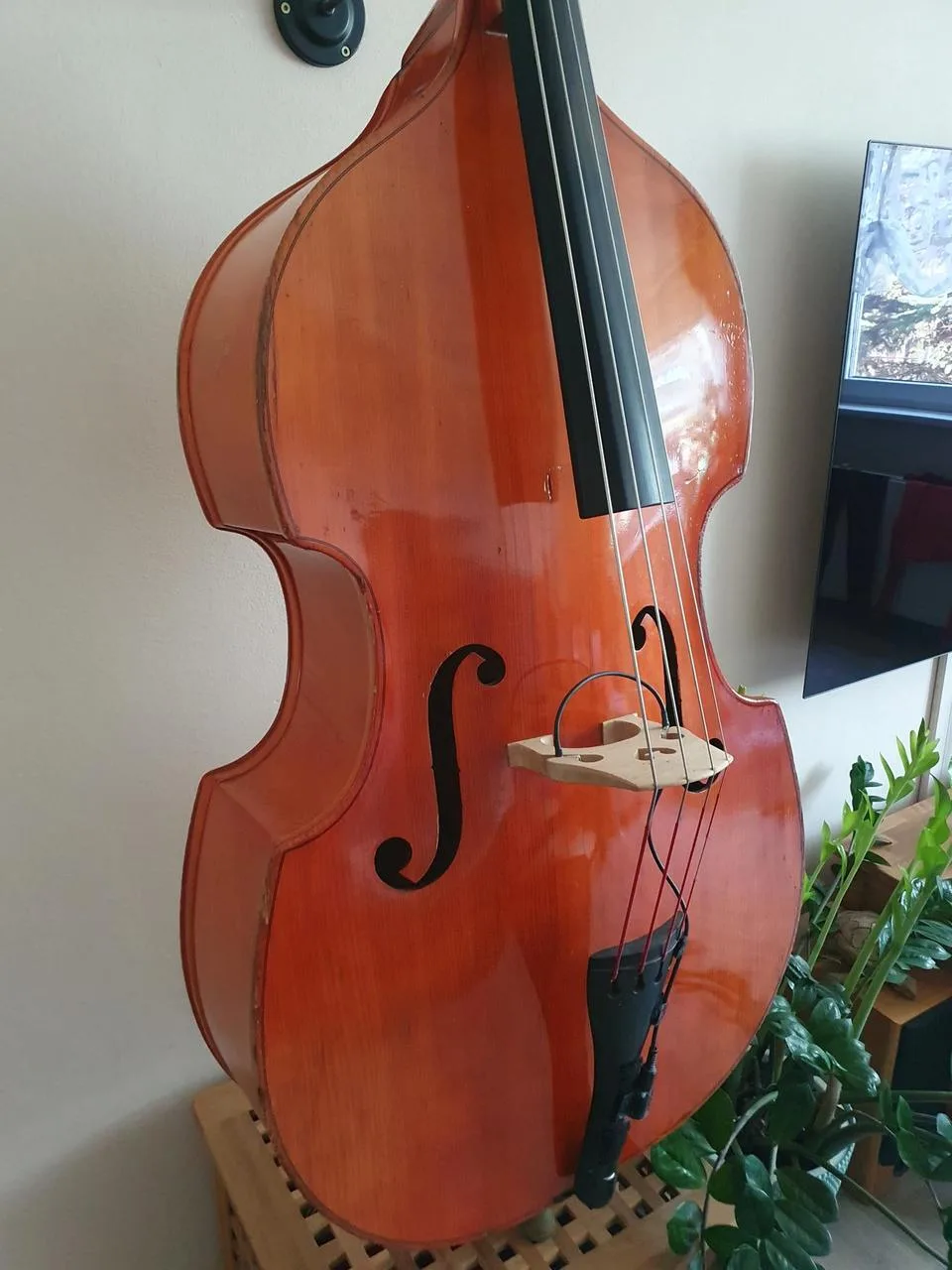 Celomasívní český 3/4 kontrabas, snímač, obal